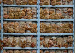 انتاج فطر المحار